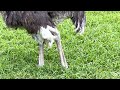 鳥類　 ダチョウ　 ostrich 千葉市動物公園　2022. 9. 4