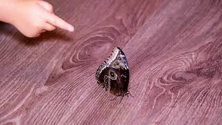 Exploring the Magnificent Ulysses Butterfly