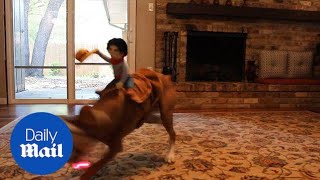 Hilarious moment dog dressed as rodeo bull chases a laser - Daily Mail