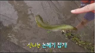 [전국을달린다-창원]놀면서 배우자! 어린이 맞춤 밀양 여행 ① 밀양 평리산 대추 마을에서 즐기는 논메기 잡기 체험과 전통 엿 만들기 (2018.05.02,수)