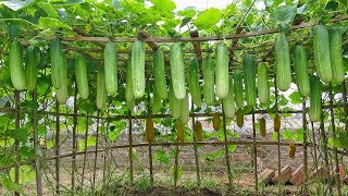 Growing cucumbers this way, I didn't need to buy cucumbers at the market