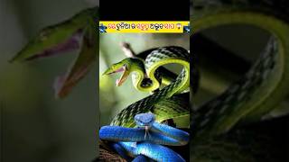 ଦୁନିଆ ର ସବୁଠୁ ଅଦ୍ଭୁତ ସାପ 😱 | amazing facts | fact in odia #viralshort #fact #facts #snake #short