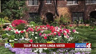 4 your Garden: Tulip Talk with Linda Vater