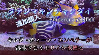 タテジマキンチャクダイ(Emperor angelfish)  タテキン購入　　キングエンゼルフィッシュ・クィーンエンゼルフィッシュ・エンペラーエンゼルフィッシュが混泳【Saltwater fish】