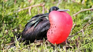 Magnificent Frigatebird 🦅 The Thief of the Skies!