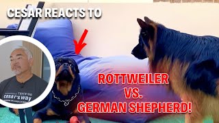 Rottweiler and German Shepherd Fight Over a Toy | Cesar Reacts