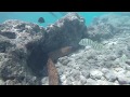 Scary Eel while snorkeling at Hanauma Bay, Oahu