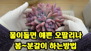 다육식물 오팔리나 봄철 분갈이와 관리하는 방법多肉植物.succulent plant다육식물