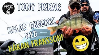 Crazy Perch Fishing with Swedish Legend!