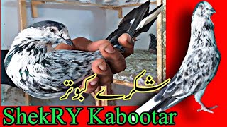 Shekray Kabootar || Asal 50 Sal Puraney \