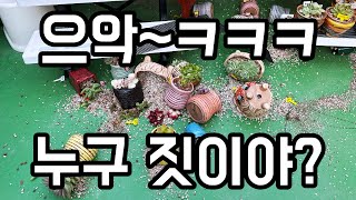 다육이 선반 잘 골라야하는 이유 (누가 다육이화분을 다 쏟았어?) / 잎꽂이 물주기