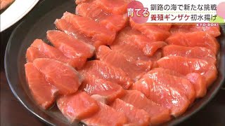 不漁続きの港町で養殖サケの初水揚げ　「バクバク食べられる刺身」　手ごろな価格で消費者の期待大　北海道釧路市