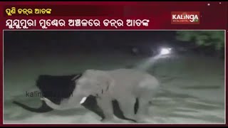 Wild Elephant 'Don' Causes Panic In Jujumura Area In Sambalpur Dist Of Odisha || KalingaTV