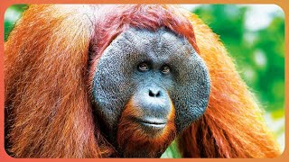 Are Orangutangs The Most Intelligent Primate In The Animal Kingdom? | WILD ASIA