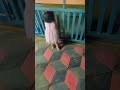 പൂച്ച പറഞ്ഞു മ്യാവു.. ശരിയല്ലേ 😌 youtubeshorts viral babyfunnymoments trending