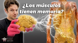 ¿RECUPERAS fuerza, tamaño y habilidades MÁS RÁPIDO? Memoria Muscular!