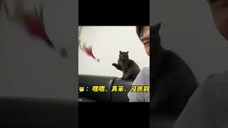 搞笑的宠物 猫型手机支架见过没？用过都说好！ Funny Pets #猫咪   #pets  #宠物 #shorts