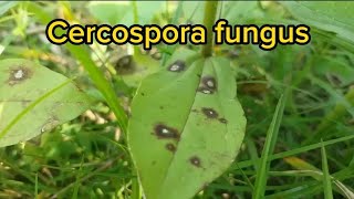 Cercospora fungus attacks plants | Diseases |Control