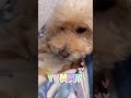 りんご取られた！ トイプードル dog 犬 shorts