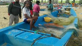 Pattinapakkam Fishermen Catching Fish At Marina Beach/MARINA BEACH/FISHING IN SEA/CHENNAI VLOG