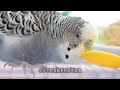 137 快樂虎皮鸚鵡│鸚鵡該不該吃鹽土 紅土 ？│budgerigar budgie parakeet セキセイインコ 鸚哥 砂礫 礦晶 膨潤土 鹽土 礦物粉 貝殼粉 蛤蜊粉 阻塞 肌胃