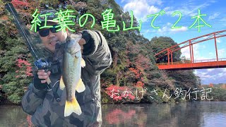 紅葉の亀山で2本　～亀山湖・バス釣り～Okagesan fishing notes Lure Fishing Large mouth bass