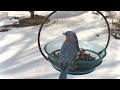 stunning close up of a woodpecker u0026 backyard birds at the feeder relaxing nature sounds