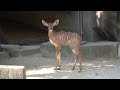 Meet the Milwaukee County Zoo's new baby animal