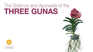 The Science and Ayurveda of the Three Gunas | Dr. John Douillard's LifeSpa