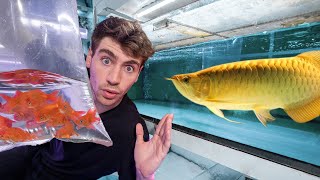 LARGEST EXOTIC FISH STORE TOUR!