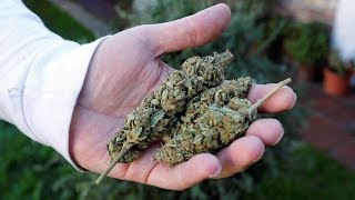 What is Manitoba's plan for selling legalized marijuana?