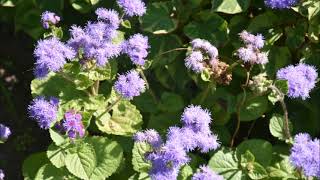 Żeniszek meksykański/Ageratum-na rabaty/for flowerbeds[ENG SUB]