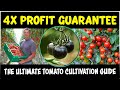 How to get MAXIMUM Profit from Tomato Farming: The Ultimate Tomato Cultivation Guide