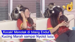 MAKE YOU LAUGH / Cat Nyolot Angry Angry Funny when called Fat / Funny cat compilation