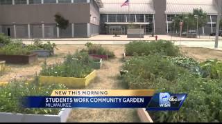 Some Milwaukee students spend summer growing food