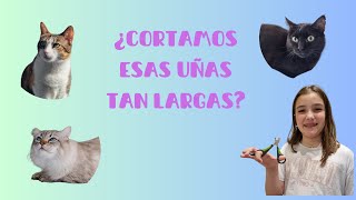 Hoy cortamos las uñas a mis gatos, nada más y nada menos que 54 uñas!