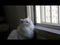 왜 하늘은..? How come..? White turkish angora cat