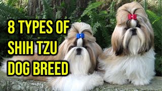 The 8 Types Of Shih Tzu Dog Breed You Need To Know