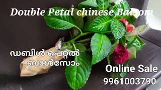 Double Petal Chinese Balsom /Impatient നമ്മുടെ   കാലാവസ്ഥയിൽ ഈസിയായി വളർത്താം 9961003790(wtsp)