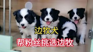 逛农村大狗市，帮粉丝挑选边牧犬，真的很漂亮，快来看看吧