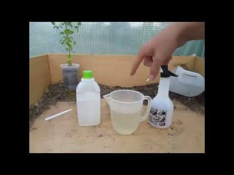 How to Make a simple Organic Insecticide Spray (Aphids, Blackfly, Whitefly etc) How to Make a simple Organic Insecticide Spray (Aphids, Blackfly, Whitefly etc)