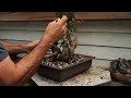 dad s urban yamadori barberry dave s bonsai e414