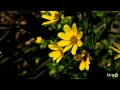 Engelmann's daisy|Daphne Richards|Central Texas Gardener