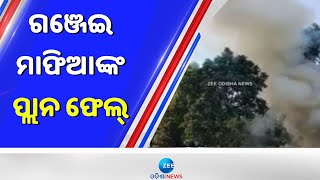 Huge Ammount Of Ganza Tree Destoryed। ପୋଲିସ ଓ ଅବକାରୀ ବିଭାଗ ମିଳିତ ଚଢାଉରେ ୧୧୦ ଏକର ଗଞ୍ଜେଇ ଗଛ ନଷ୍ଟ