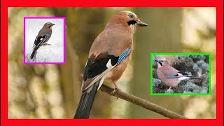 Eurasian Jay Song! Eurasian Jay Call! Sound! - Arrendajo Eurasiático Canto - Garrulus Landarius