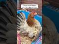 Cared for a Chick Hatched from a Pile of Eggs, and Then… #chick #chicken #eggs