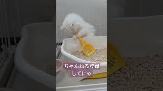 【白猫】なんでもおもちゃにしちゃうりおちゃんが可愛すぎる