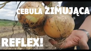 🔥Reflex F1❗ Średnio-wczesna cebula ozima❗