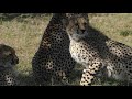 A Cheetah Mother Teaches Her Cubs To Hunt