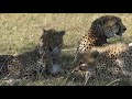 A Cheetah Mother Teaches Her Cubs To Hunt